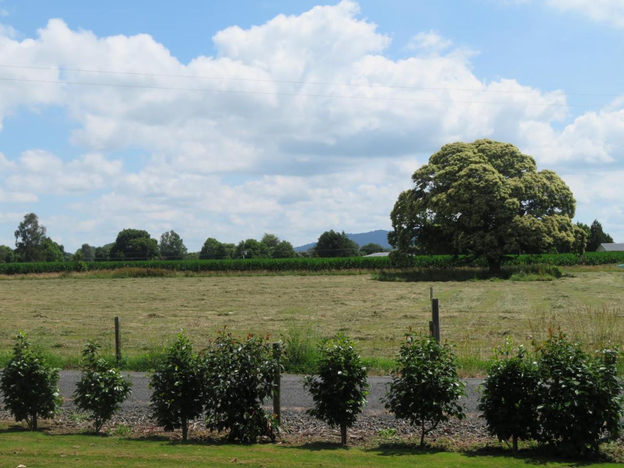 Walnut Lodge B&B Matamata Bagian luar foto